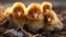 A newborn chicken is knocked out of an egg, brood of small chicks. Close up