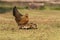 Newborn chickens and her mother hen