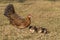 Newborn chickens and her mother hen