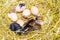 Newborn chickens on a straw nest in a farm_