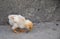 Newborn chickling in the chicken yard