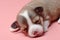 newborn chihuahua puppy sleeping on pink background