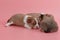 Newborn chihuahua puppy sleeping together