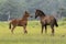 Newborn Chincoteague foals playing