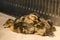 Newborn colored ducklings dry in a brooder under a lamp