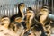 Newborn colored ducklings in a warm brooder, selective focus