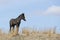 Newborn colt standing on prairie ridge