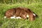 Newborn cute calf, a red Dutch heritage cattle, is lying curled up sleeping in the tall green grass in a meadow