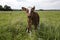 Newborn cute deep-red calf stands shaky in the tall green grass in a meadow, full body