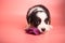 Newborn cute fluffy brown welsh corgi cardigan puppy playing with a purple tulip flower and smelling it to smell it on a