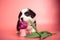 Newborn cute fluffy brown welsh corgi cardigan puppy playing with a purple tulip flower and smelling it to smell it on a