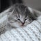 Newborn cute kitten sleeping in a warm wool scarf, blanket. Little sleeping cat. Scottish fold striped gray kitten resting. Close