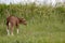 Newborn cute sturdy deep-red calf stands in the tall green grass in a meadow, full body seen from behind