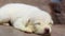 Newborn cute white puppy have a sleepy feeling. Dog Puppy on sleeping