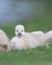 Newborn cygnet laying in green grass