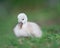 Newborn cygnet laying in green grass