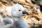 Newborn cygnet sitting in a nest