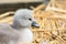 Newborn cygnet sitting in a nest