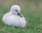 Newborn cygnet in a soft ball on green grass