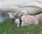 Newborn cygnet under mother swan