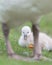 Newborn cygnet under mother swan