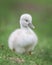 Newborn cygnet waddling on green grass