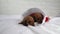 Newborn dachshund puppies a gift for the new year in a Santa Claus hat. Christmas and a gift for a child small dogs