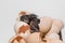 Newborn dark wet chicken chick in eggshell pile on white background, close up