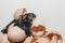 Newborn dark wet chicken chick in eggshell pile on white background, close up