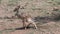 Newborn Dik-Dik on the savanna