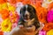 Newborn dog Mexican xoloitzcuintle puppie in wool, one week old, in the host`s hand, on a bright background