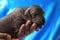 Newborn dog Mexican xoloitzcuintle puppies, one week old, in the hand owner a blue background