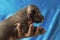 Newborn dog Mexican xoloitzcuintle puppies, one week old, in the hand owner a blue background