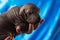 Newborn dog Mexican xoloitzcuintle puppies, one week old, in the hand owner a blue background