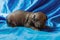 Newborn dog Mexican xoloitzcuintle puppies, one week old, sits on a blue background