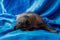 Newborn dog Mexican xoloitzcuintle puppies, one week old, sits on a blue background