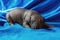 Newborn dog Mexican xoloitzcuintle puppies, one week old, sits on a blue background