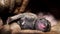 Newborn dog pit bull puppy