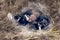 Newborn Dwarf Dutch rabbits in the nest of dry grass and down.