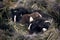 Newborn Dwarf Dutch rabbits in the nest of dry grass and down.