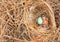 Newborn Eastern Bluebird Sialia sialis hatchling in a nest