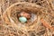 Newborn Eastern Bluebird Sialia sialis hatchling in a nest