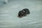 Newborn Eastern cottontail bunny rabbit Sylvilagus floridanus abandoned by its mother