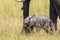 Newborn elephant calf in the grass