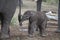 Newborn Elephant Calf, South Africa.