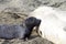 Newborn elephant seal nursing close up