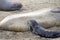 Newborn elephant seal nursing firs time messy leaking milk