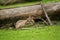 Newborn fallow deer fawn hidden close to the fallen tree