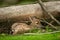 Newborn fallow deer fawn next to the fallen tree trunk