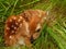 Newborn fawn